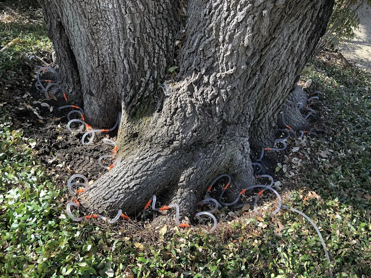 Detailed Tree Cabling and Bracing job site in Tokeland